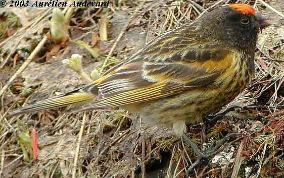 Fire-fronted Serin