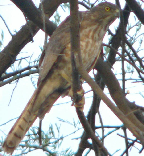 Besra Sparrowhawk