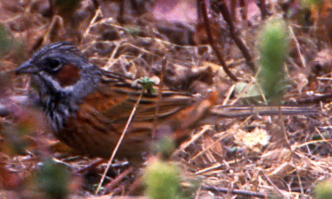 Chestnut Eared Bunting