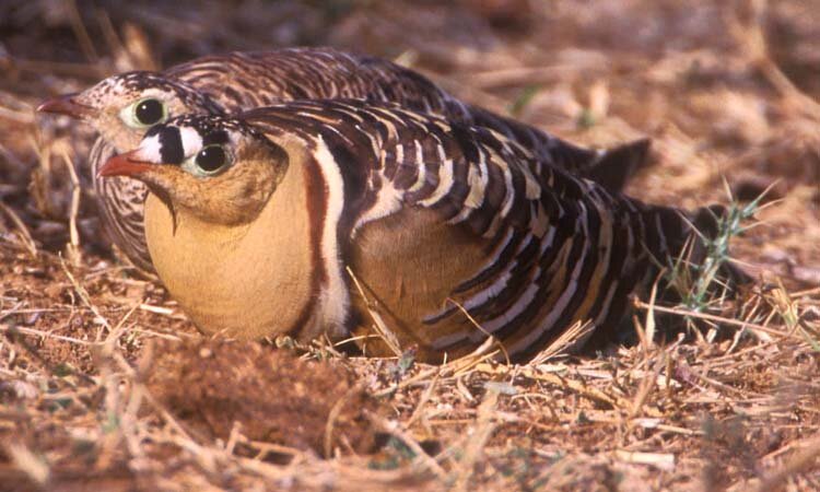 Painted Sand Grouse