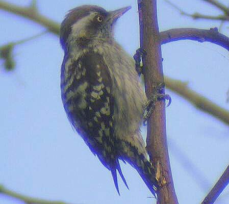 Brown-capped Pygmy Woodpecker