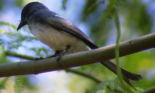 White bellied Drongo