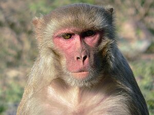 Rhesus Macaque - male